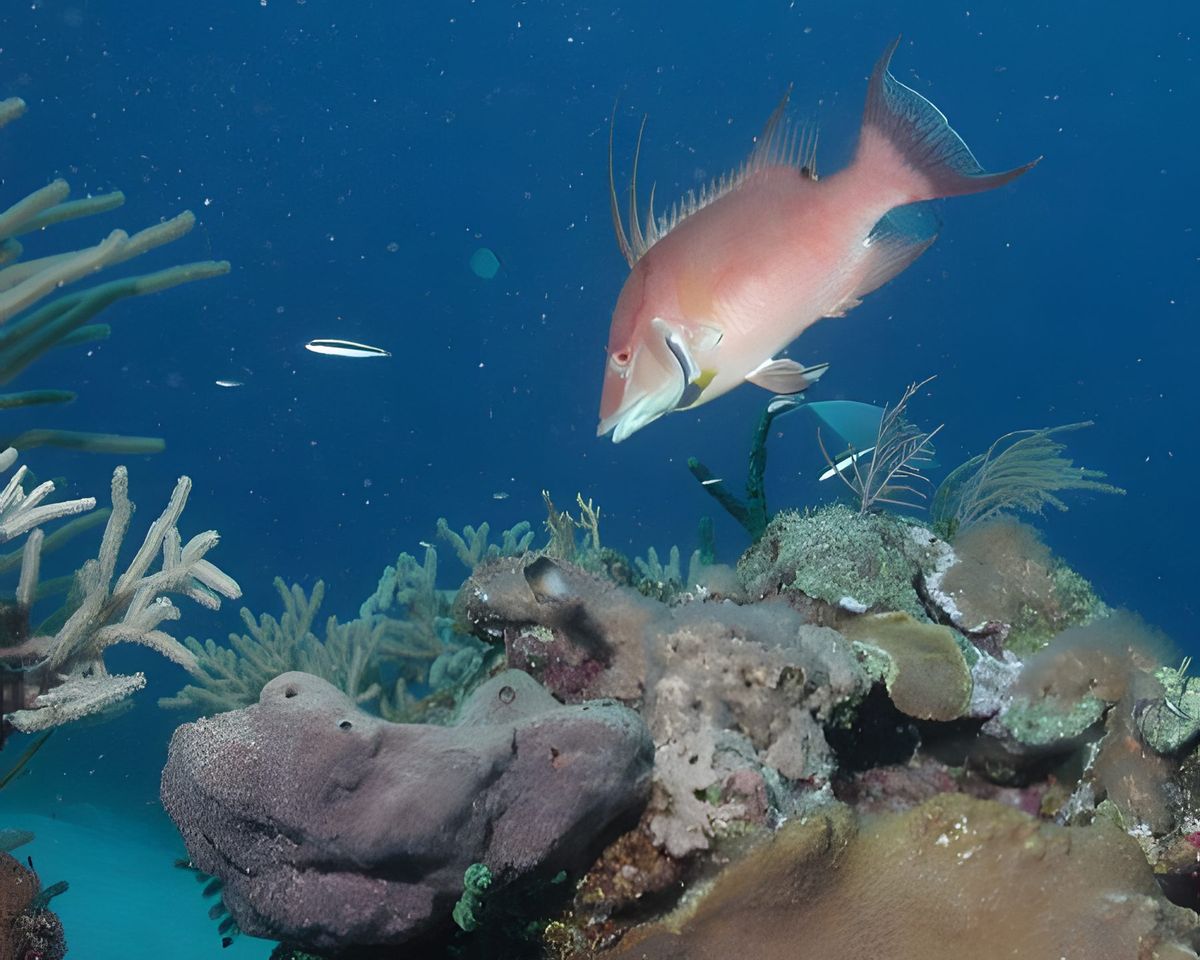 The following pictures were taken with my Nikon 990 with an underwater housing.