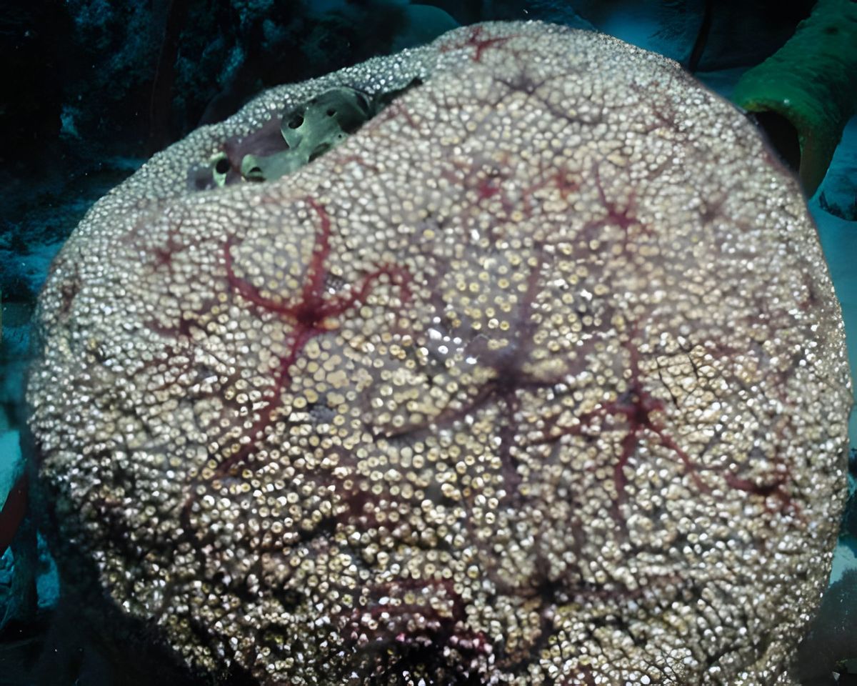 This is a sponge with starfish on it.