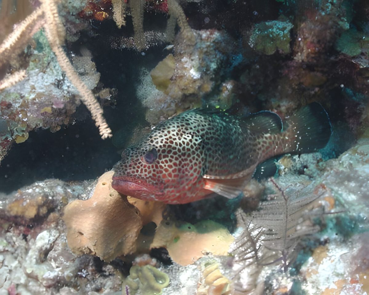 Cayo Largo, photograph 9