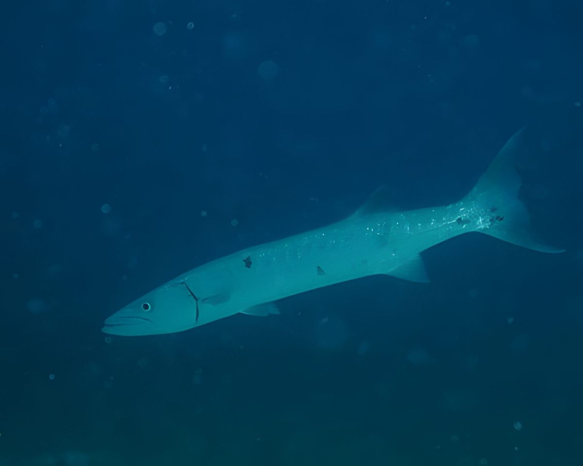 Barracuda.