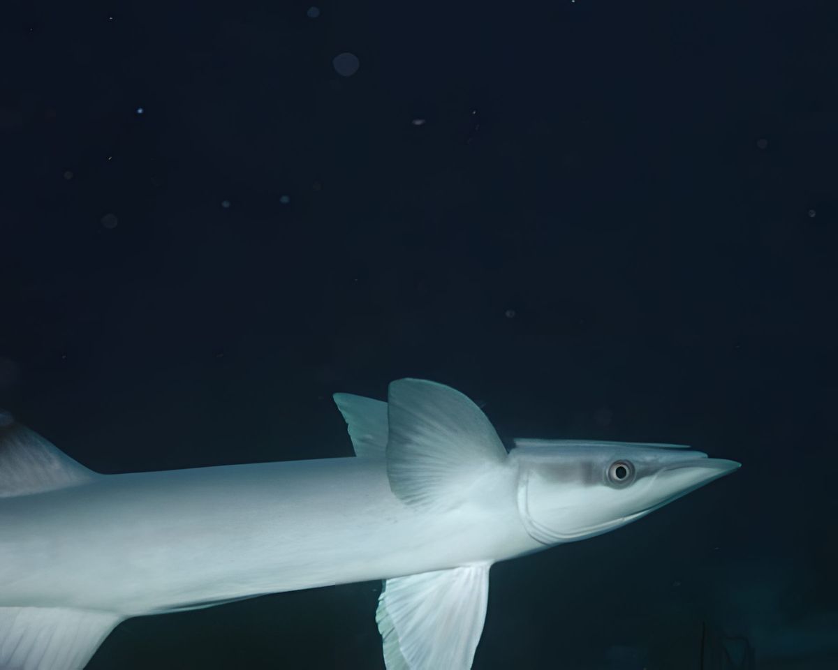 This is a remora fish that was following a shark.