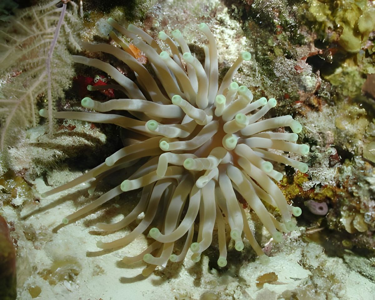 Cayo Largo, photograph 15