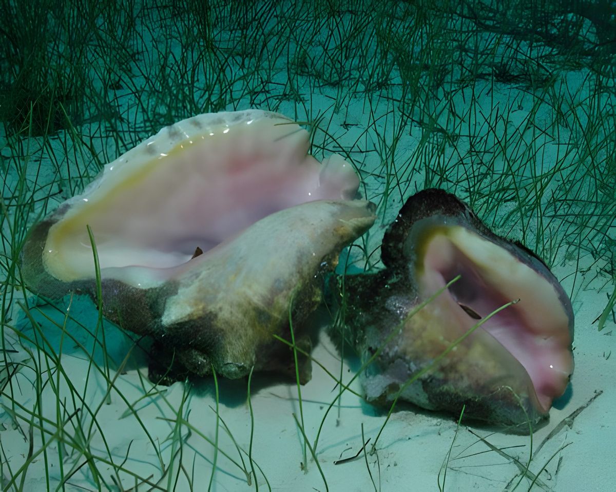 These are two conch shells that were lying on the bottom.