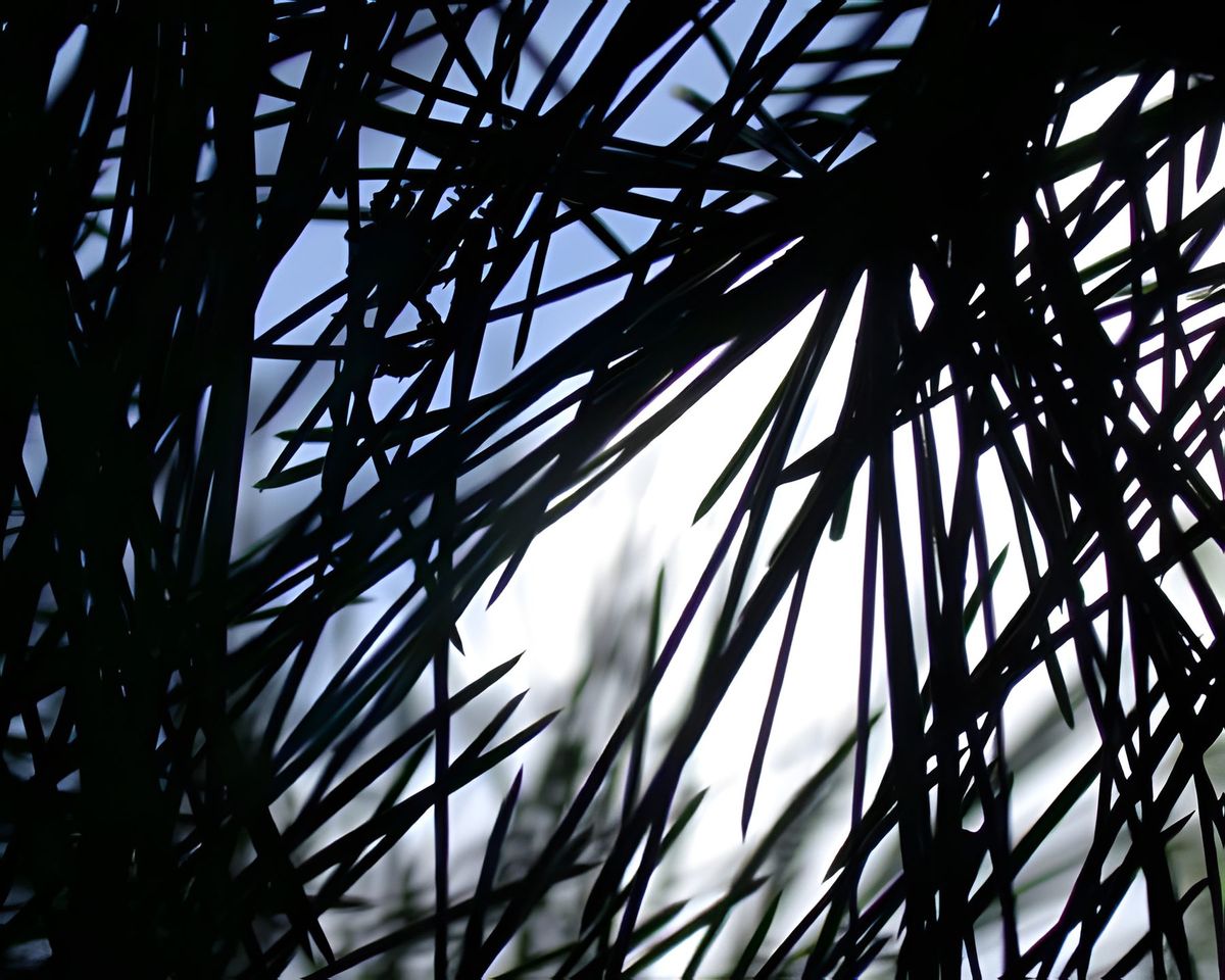 She put the camera in some tall grass pointing up.