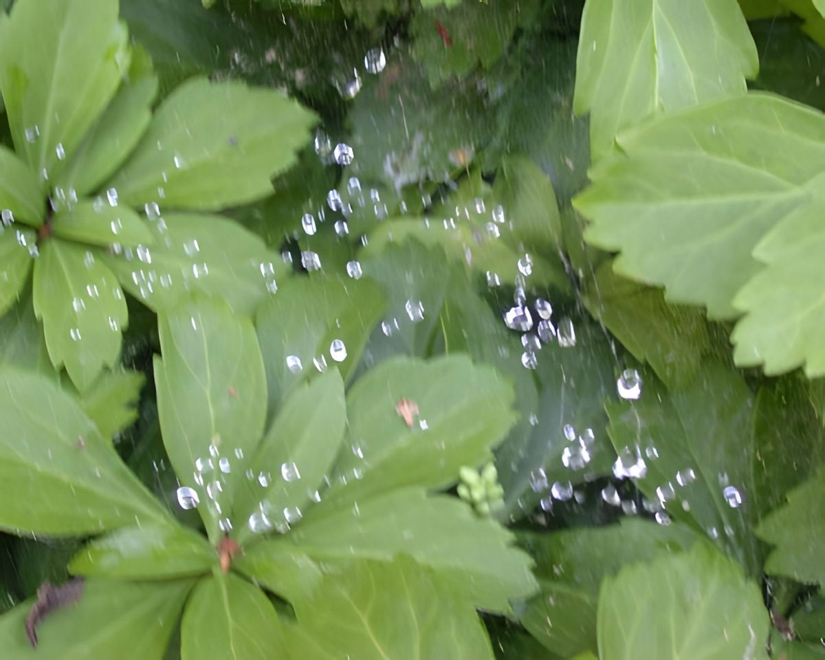 This is a spider web with water drops.