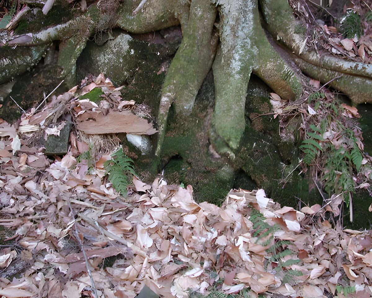 These are four pictures that I took at a place called Indian Step Falls, across the Delaware river at the lake.
