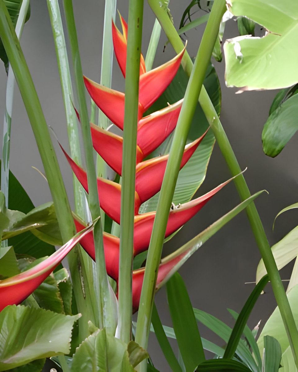 I am not sure of the name of this flower.