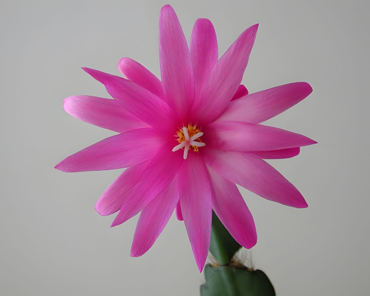 This is our Christmas Cactus Flower.
