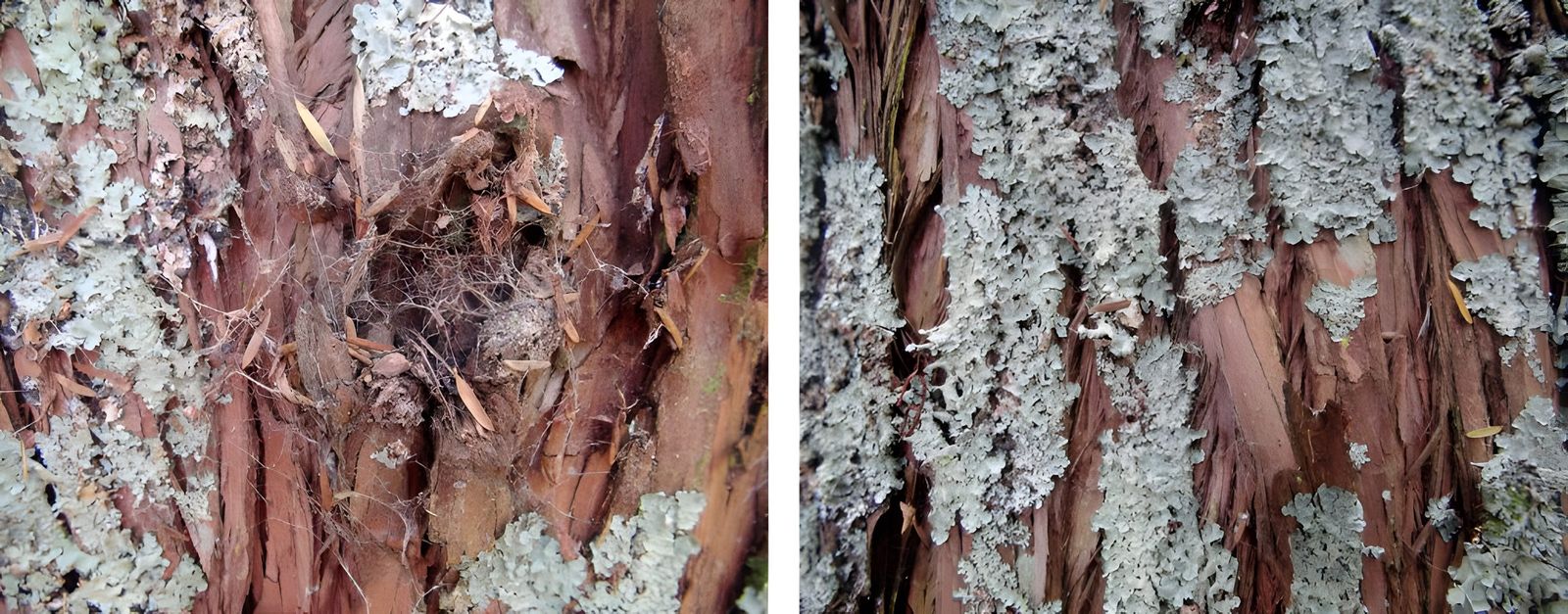New Zealand Trees, photograph 6