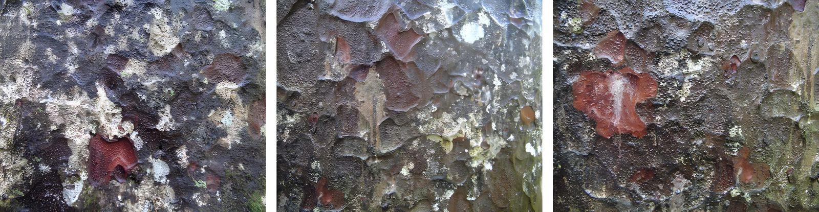 This set of photos is of a Kauri Tree.