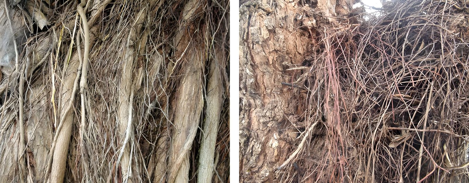 New Zealand Trees, photograph 10