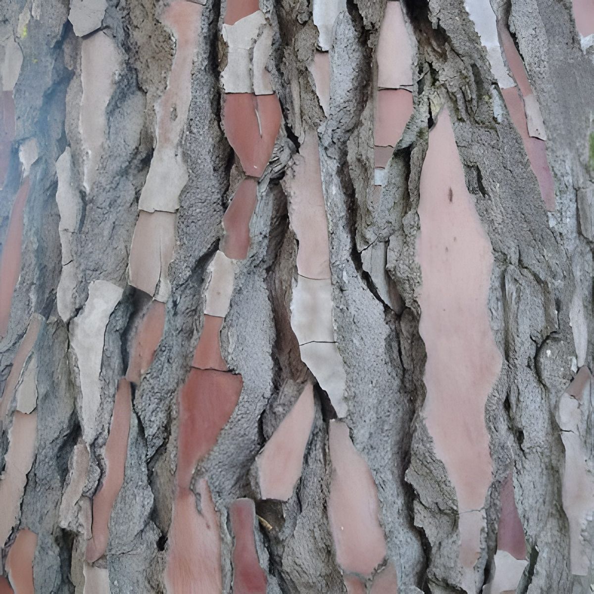 New Zealand Trees, photograph 13