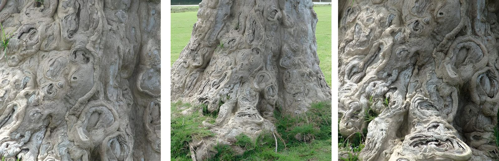 This was the MOST amazing tree.