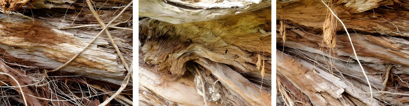 This is technically not bark.